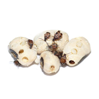 Bruchus quadrimaculatus - Bruche du haricot