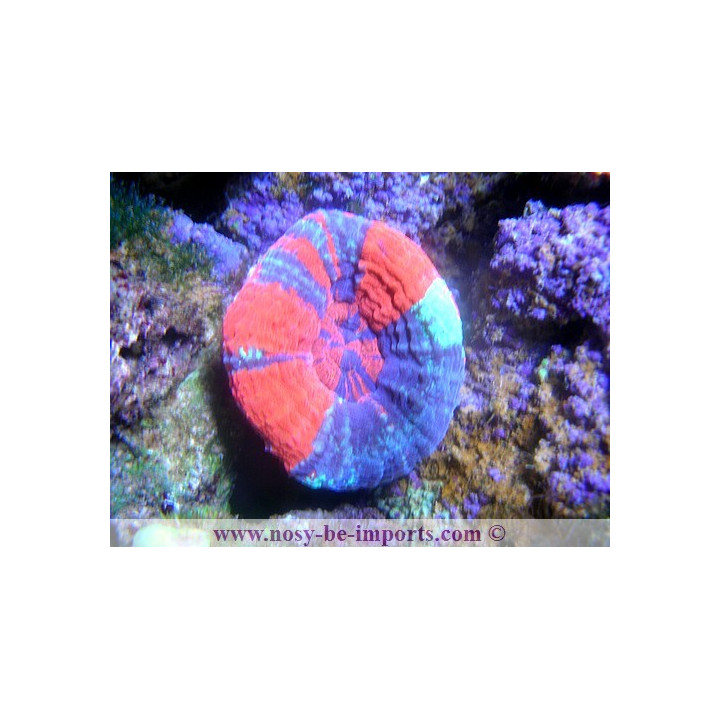 Scolymia australensis - Corail Australie - Acanthophyllia - Aquarium sur mesure