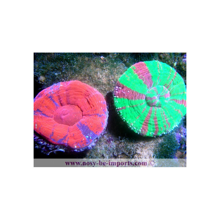 Scolymia australensis - Corail Australie - Acanthophyllia - Aquarium sur mesure
