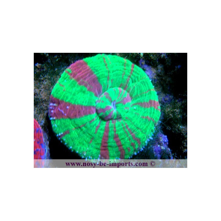 Scolymia australensis - Corail Australie - Acanthophyllia - Aquarium sur mesure