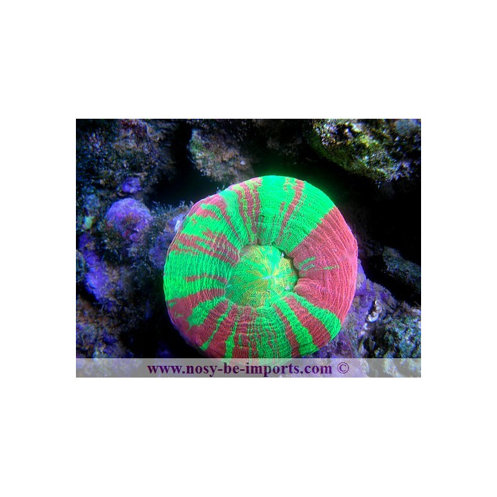 Scolymia australensis - Corail Australie - Acanthophyllia - Aquarium sur mesure