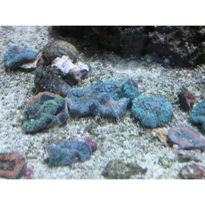 Ricordea Florida