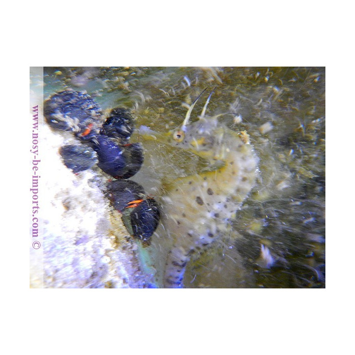 Hippocampus bleekeri