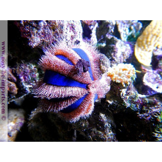 Mespilia globulus