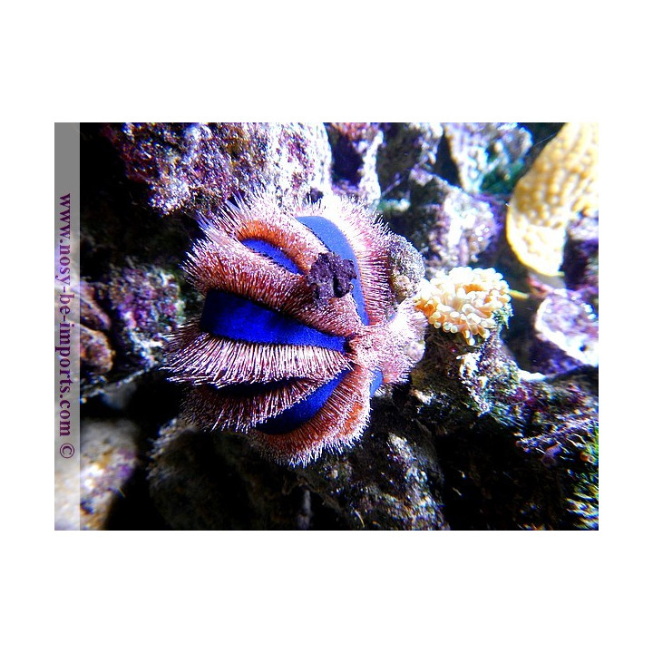 Mespilia globulus
