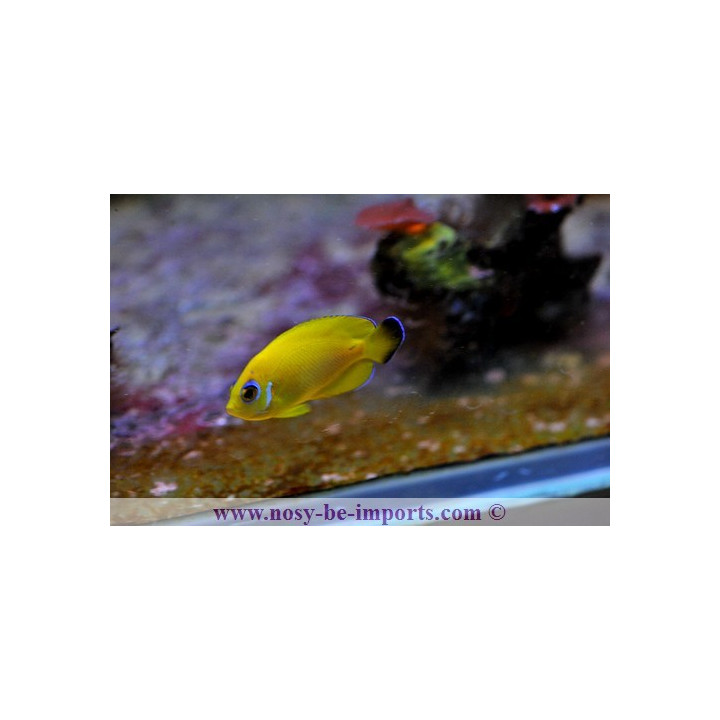 Centropyge flavissimus hybride
