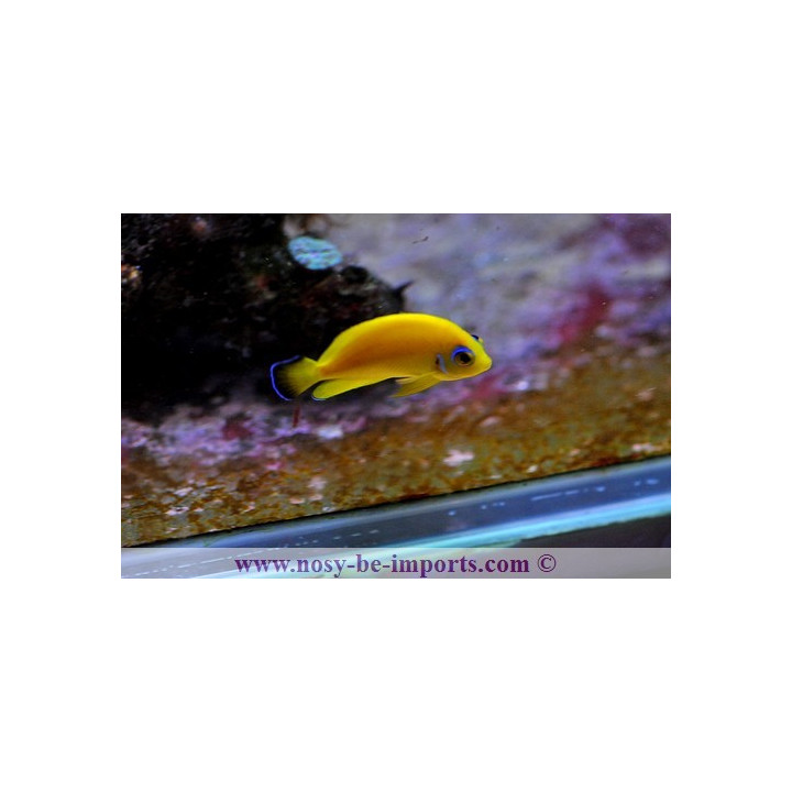 Centropyge flavissimus hybride