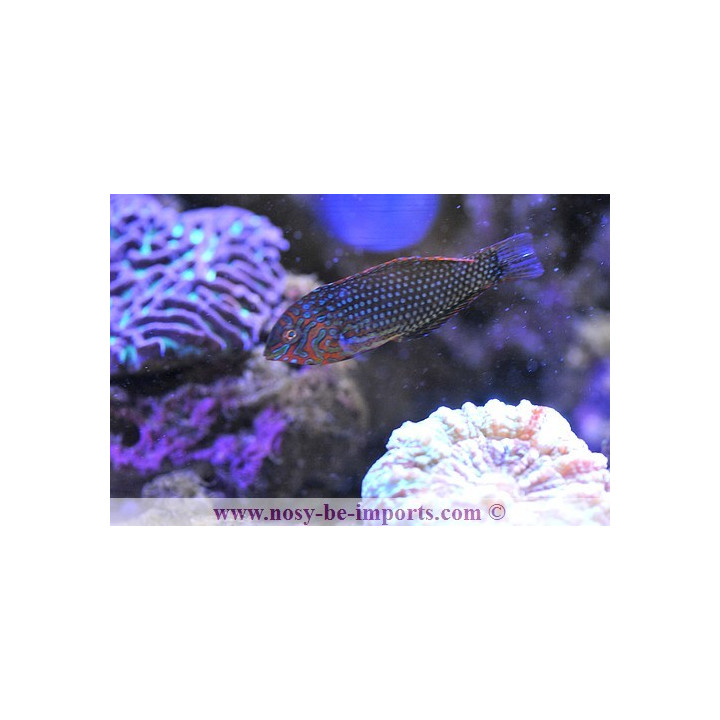 Macropharyngodon ornatus - labre coloré