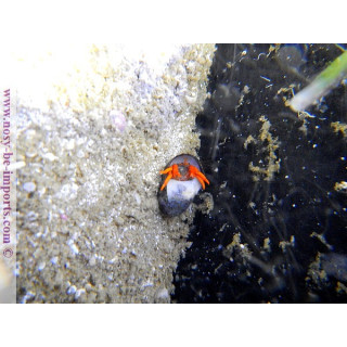 Calcinus sp. rouge