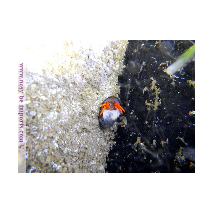 Calcinus sp. rouge
