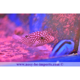 Canthigaster jactator - poisson coffre à pois