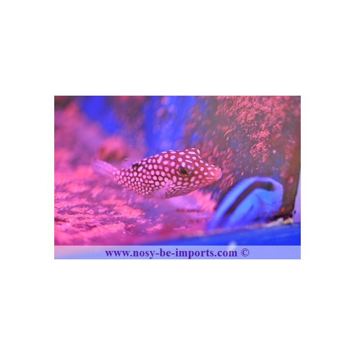 Canthigaster jactator - poisson coffre à pois