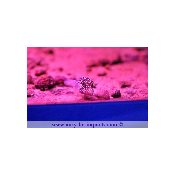 Canthigaster jactator - poisson coffre à pois