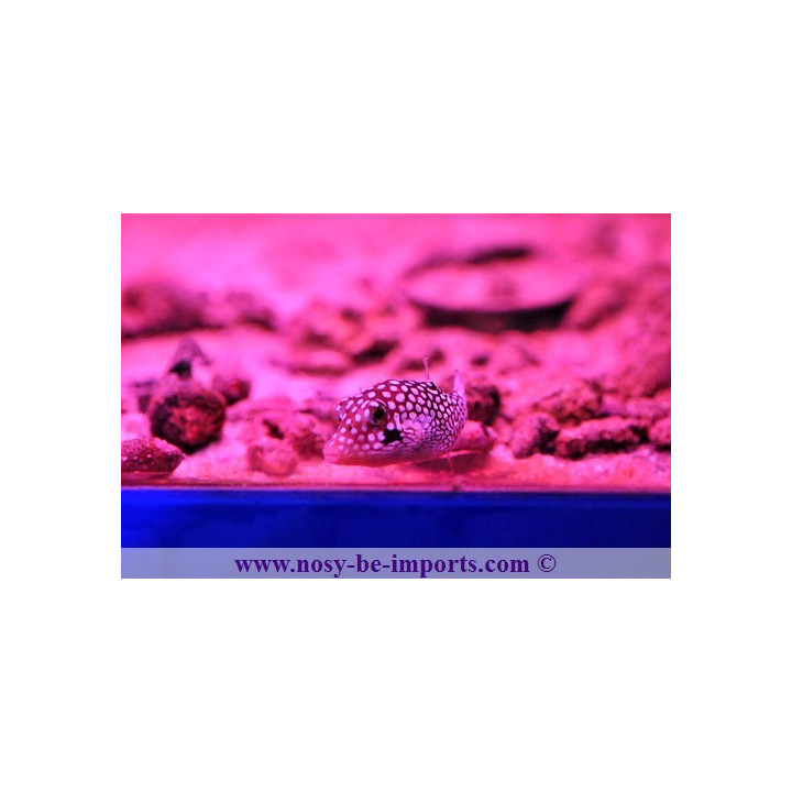 Canthigaster jactator - poisson coffre à pois