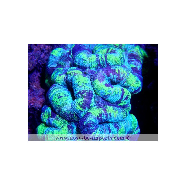 Wellsophyllia sp. rouge