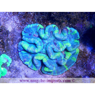 Wellsophyllia sp. rouge