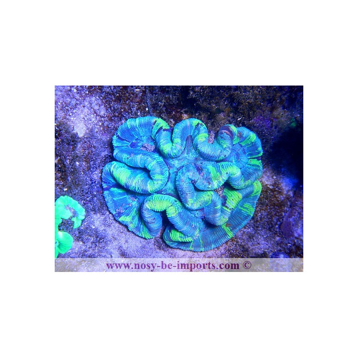 Wellsophyllia sp. rouge