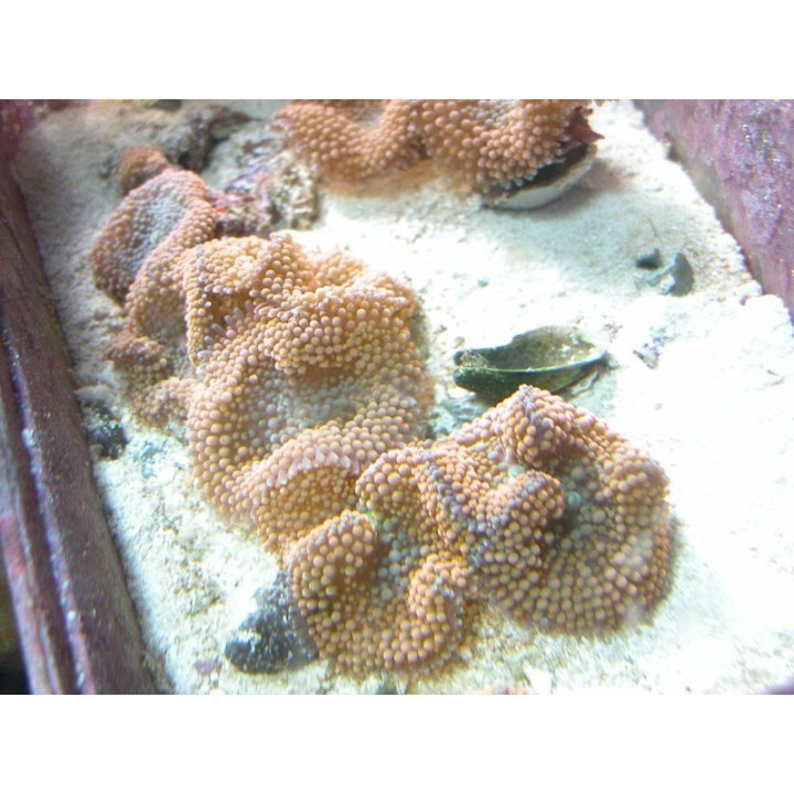 Ricordea Florida