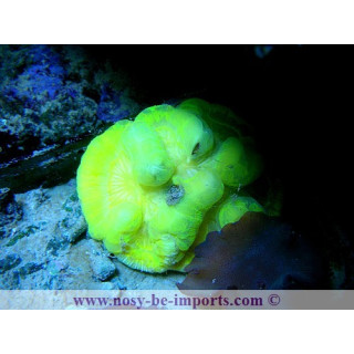 wellsophyllia sp. jaune fluo