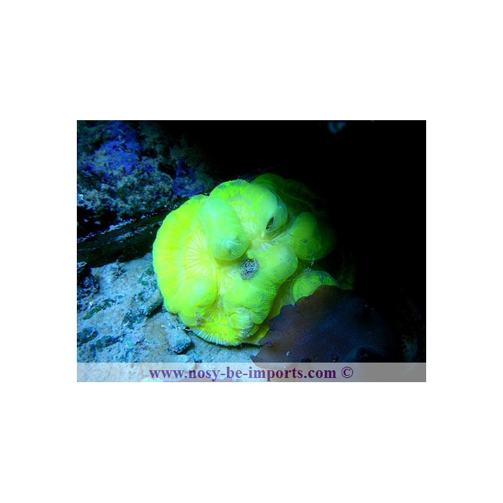 wellsophyllia sp. jaune fluo
