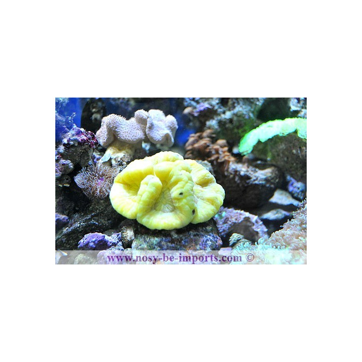 wellsophyllia sp. jaune fluo