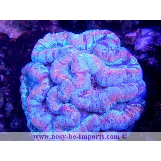Wellsophyllia sp. vert metal