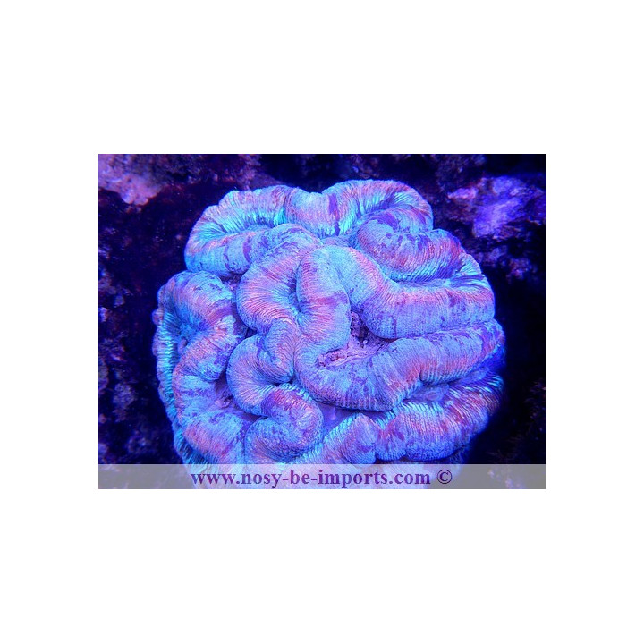 Wellsophyllia sp. vert metal