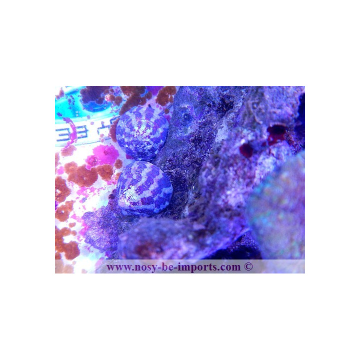Trochus histrio