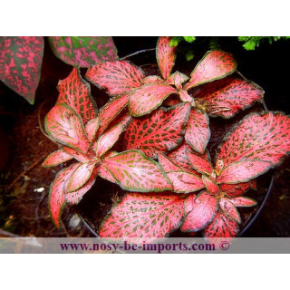 Fittonia sp. rouge