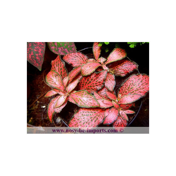 Fittonia sp. rouge