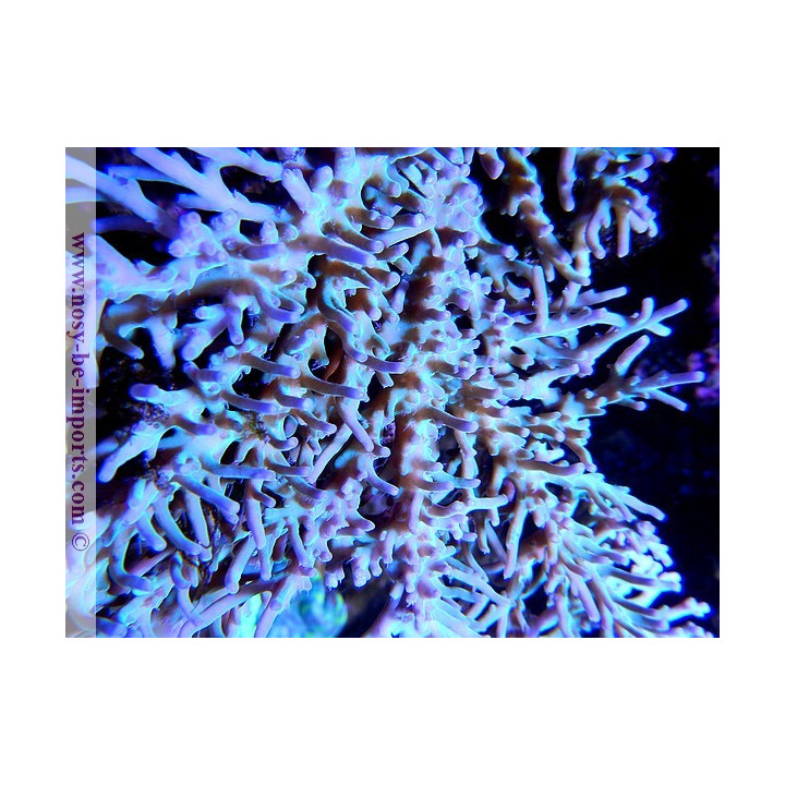Acropora sp. Australie