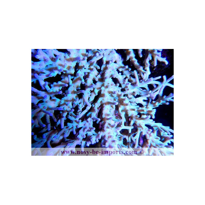 Acropora sp. Australie