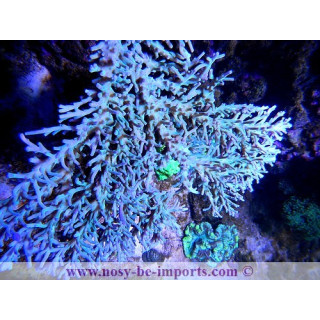 Acropora sp. Australie