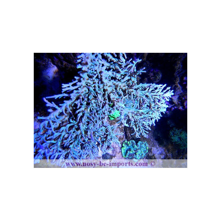 Acropora sp. Australie