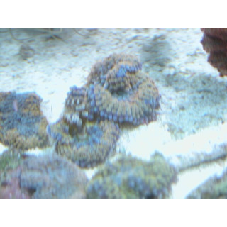 Ricordea Florida