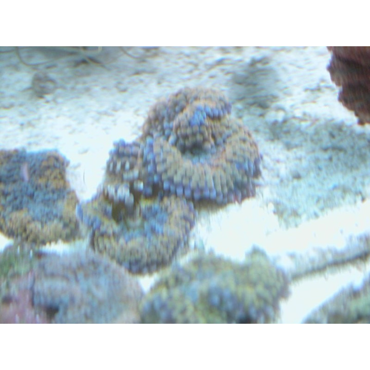 Ricordea Florida