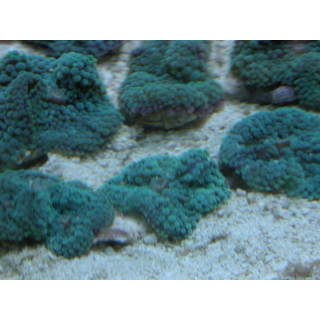 Ricordea Florida