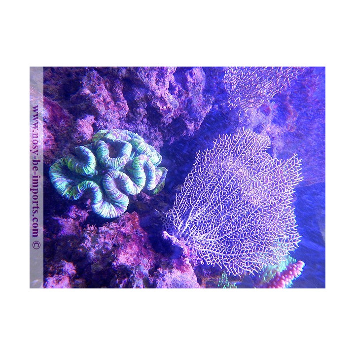 Gorgonia ventalina - gorgone éventail