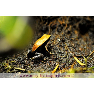 Mantella betsileo - grenouille malgache