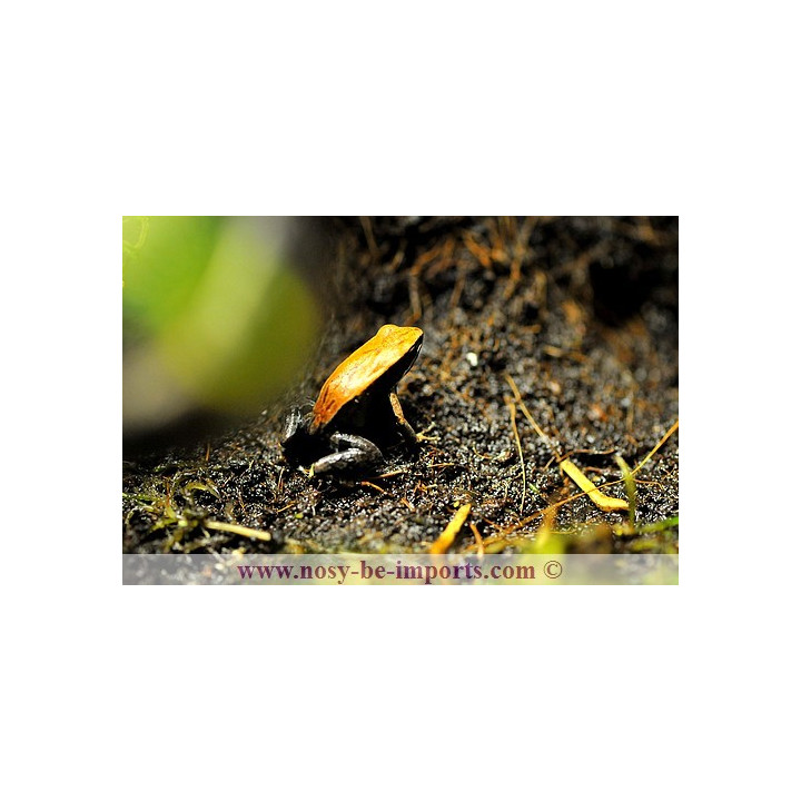 Mantella betsileo - grenouille malgache