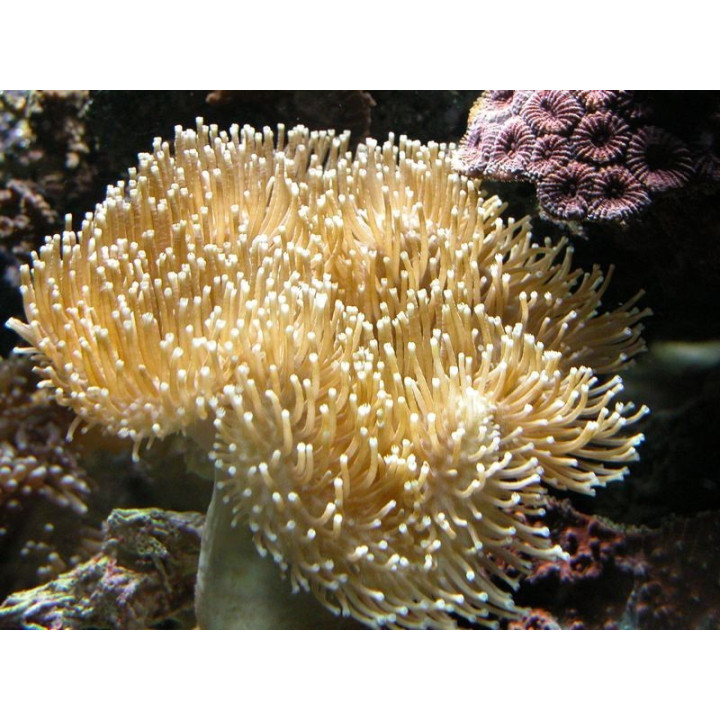 Sarcophyton sp. XL