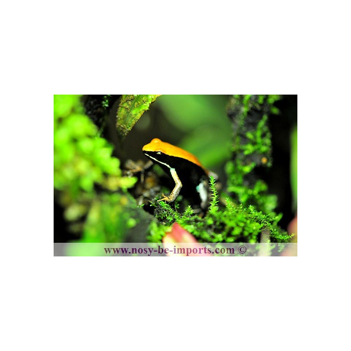 Mantella betsileo - grenouille malgache