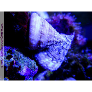 Trochus sp. - Escargot herbivore pour récifal