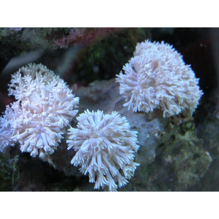 xenia umbellata - xenia blanc