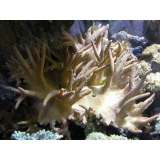 Lobophyton sp.