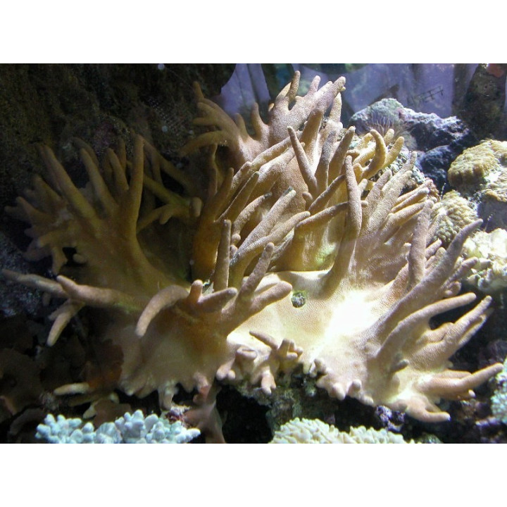 Lobophyton sp.