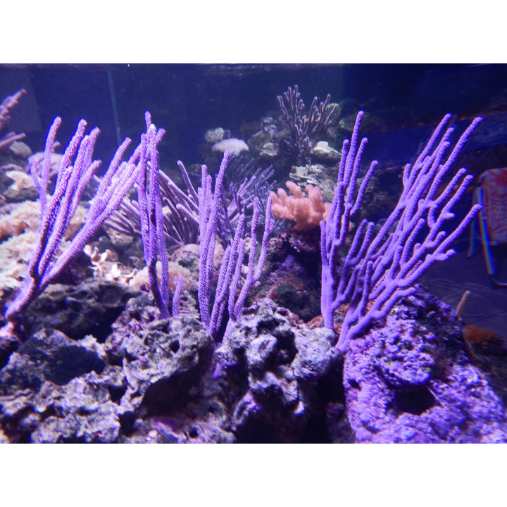 Eunicea mammosa