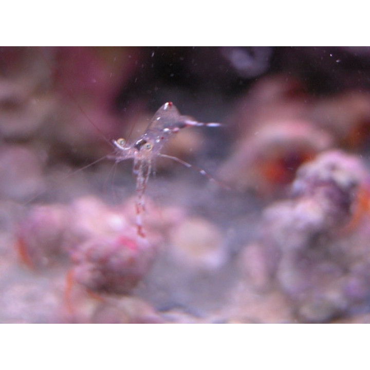 Urocaridella