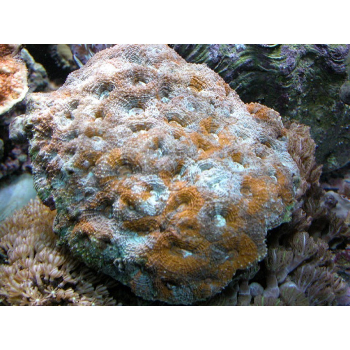Acanthastrea sp. vert et orange