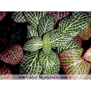 Fittonia sp. blanche